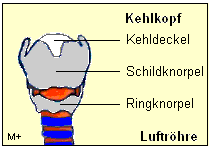 kehlkopf